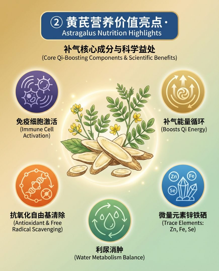Astragalus, known as the holy remedy for qi, is a classic choice in traditional Chinese medicine that is gentle and non-dry~ - 2